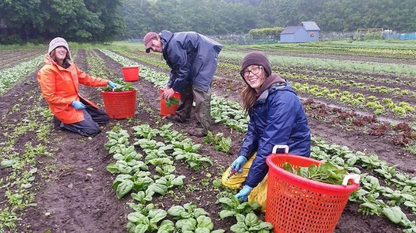 Waltham Fields Community Farm, photo 2