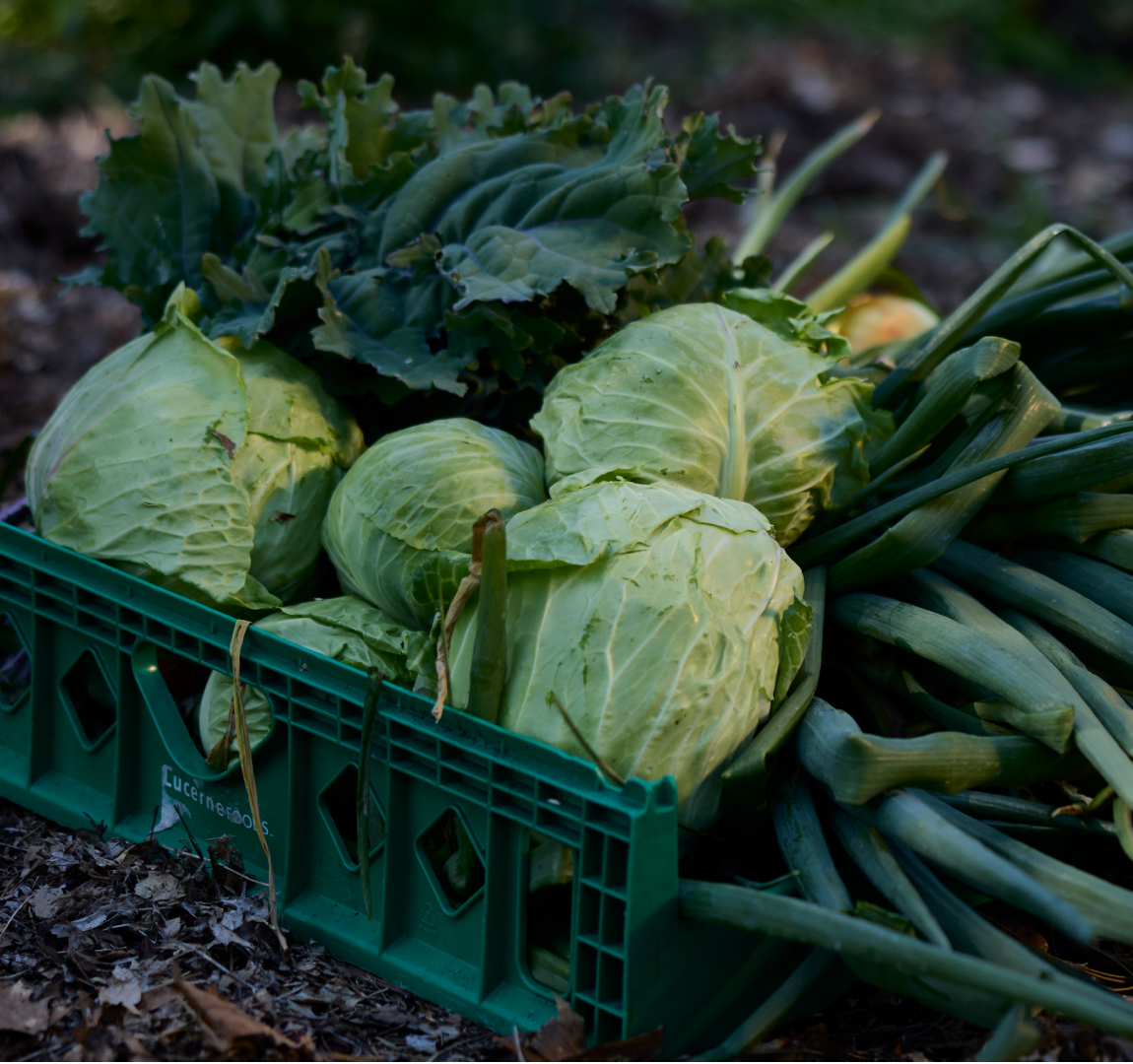 Food for Lane County, photo 4