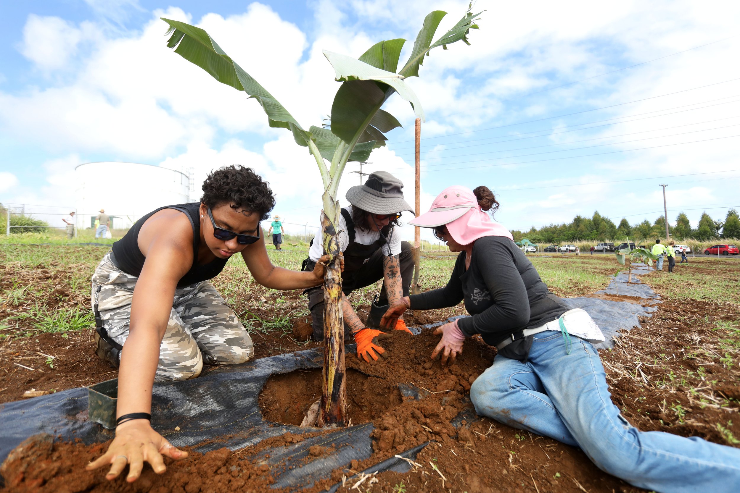 Hawaii Island Food Bank, photo 2